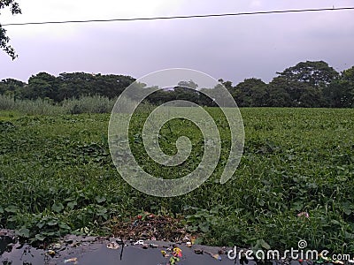 Eutrophication Stock Photo