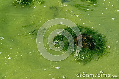 Eutrophication of the Khadzhibey estuary, blooms in the water of the blue-green algae Microcystis aeruginosa Stock Photo