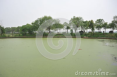 A lake polluted by eutrophication Stock Photo