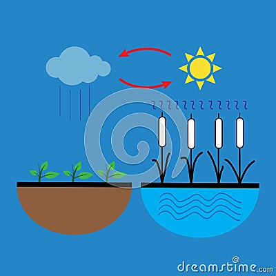 Vector schematic representation of the water evaporation process in nature Vector Illustration