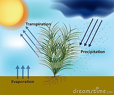 Evapotranspiration and the Water Cycle. Precipitation, evaporation and transpiration Stock Photo