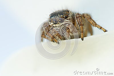 Evarcha arcuata Jumping Spider Macro Shot Stock Photo