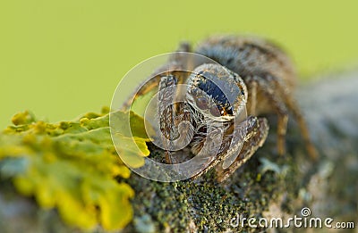 Evarcha arcuata Jumping Spider Macro Shot Stock Photo