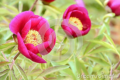 Evasive peony, or Mary's root. Paeonia anomala. Floral background Stock Photo