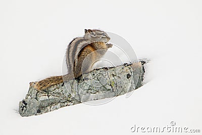 Even Chipmunk can tell - winter is coming Stock Photo