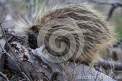 Solitary Porcupine Stock Photo