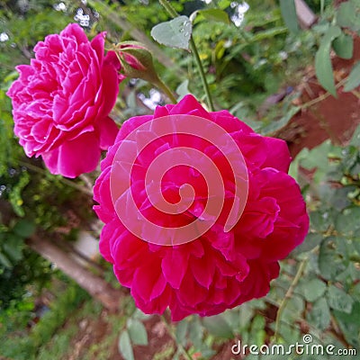 Even though these roses are different and have advantages, they are still the same type Stock Photo