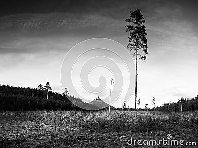 Evening autumnal Macha`s landscape with high pine on foreground and with Bezdez castle on background Stock Photo