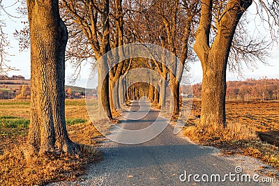 Evening autumnal view ofrosd snd alley of lime trees Stock Photo