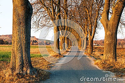 Evening autumnal view ofrosd snd alley of lime trees Stock Photo