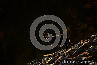 Evening back light. Chamois, Rupicapra rupicapra, in the stone hill, grey rock in background, Studenec hill, Czech Republic, Anima Stock Photo