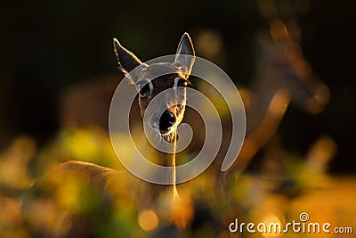 Evening back-light portrait deer. Pampas Deer, Ozotoceros bezoarticus, sitting in the green grass, Pantanal, Brazil. Wildlife scen Stock Photo