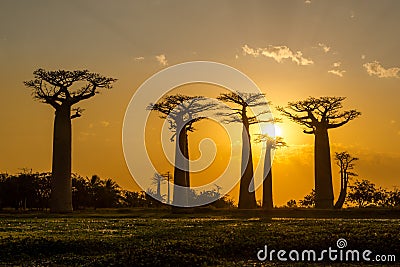 Evening in Baobab avenue Stock Photo