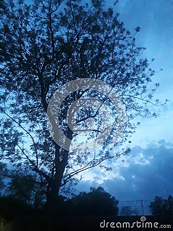 In evening bluey sky and tree Stock Photo