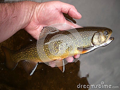 Evening Brook Trout Stock Photo