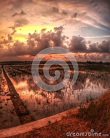 evening cloud reflection in agricultural area Stock Photo
