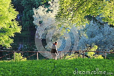 Evening Gatchina Park is lit by the summer sun.A wooden fence protects the parkway from the lake. Editorial Stock Photo