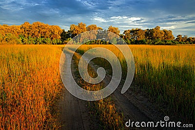 Evening on the gravel road in savannah, Moremi, Okavango delta in Botswana, Afrivca. Sunset in African nature. Golden grass with f Stock Photo