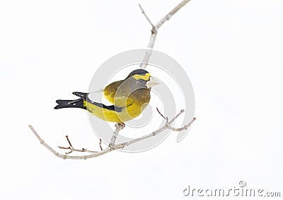 An Evening Grosbeak Coccothraustes vespertinus male perched on a snow covered branch in Algonquin Park Stock Photo
