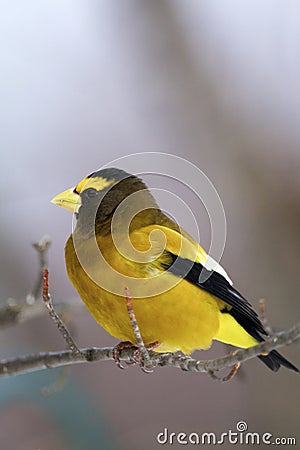 Evening Grosbeak 829976 Stock Photo