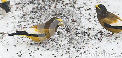 Evening Grosbeaks Coccothraustes vespertinus gathered together eating seed in snow. Stock Photo