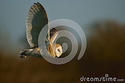 Evening hunt Stock Photo