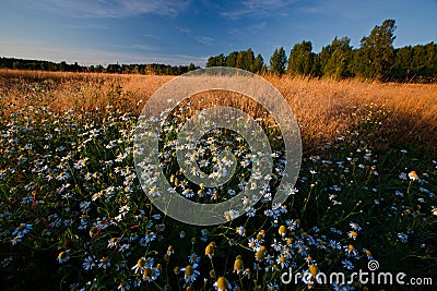 Evening landscape with chamomiles Stock Photo