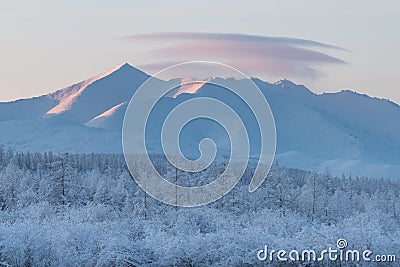 Trees Covered With Snow With Pink Clouds In the coldest place on Earth - Oymyakon Stock Photo