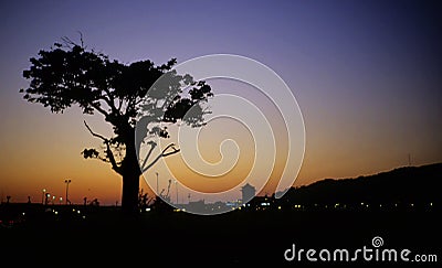 Evening landscape and tree Stock Photo