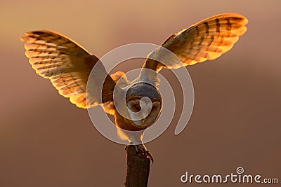 Evening light with bird with open wings. Action scene with owl. Owl sunset. Barn owl landing with spread wings on tree stump at th Stock Photo