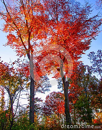 Evening light makes trees blaze with color Stock Photo