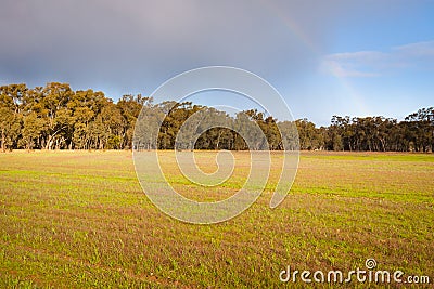 Evening light over field with gum trees and rainbow Stock Photo