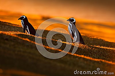 Evening light with penguins. Birds with orange sunset. Beautiful Magellan penguin with sun light. Penguin with evening light. Open Stock Photo