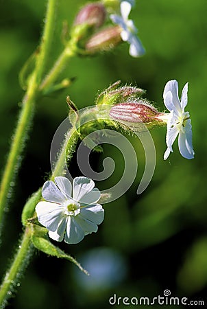 Evening Lychnis 40221 Stock Photo