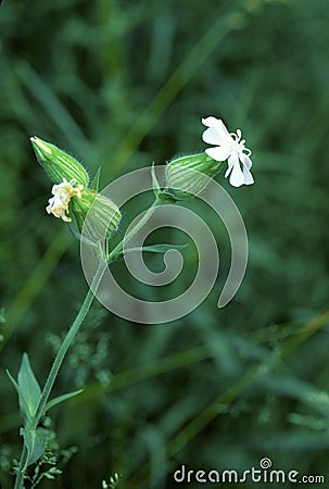 Evening Lychnis 22801 Stock Photo