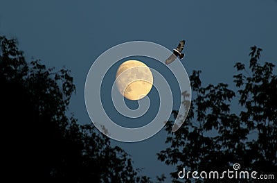 Evening Moon and bird Stock Photo