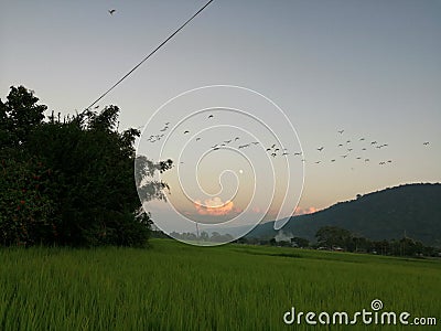 An evening over sky view with paddy crops below and A burapahar mountain Stock Photo