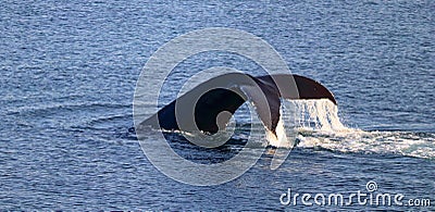 Fluke of Humpback Whale in Evening Light, East Point, Saturna Island, Gulf Islands National Park, British Columbia, Canada Stock Photo