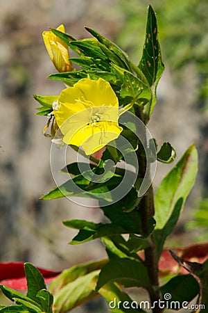 Common Evening Primrose - Oenothera biennis Stock Photo