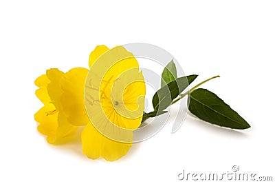 Evening primrose Stock Photo