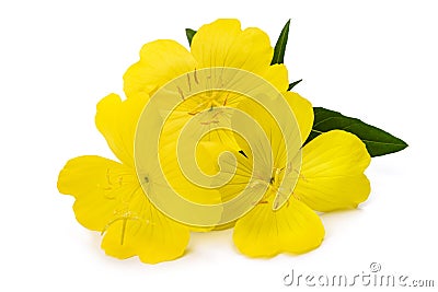 Evening primrose flowers Stock Photo