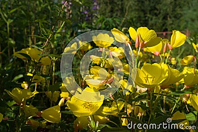 Evening primrose flowers Stock Photo