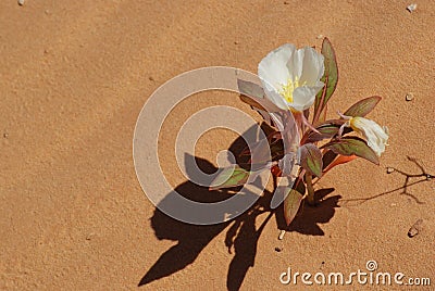 Evening Primrose in sand Stock Photo