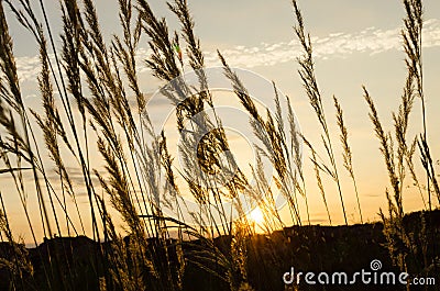 In the evening, reed sunset Stock Photo