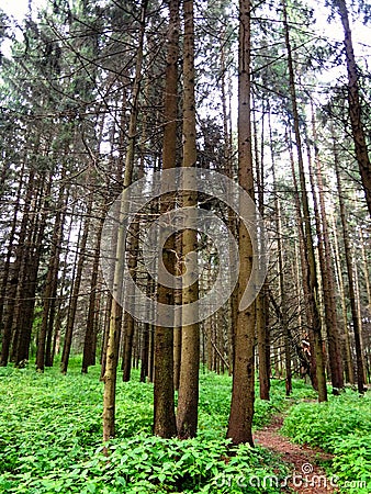 Evening road in a mysterious pine forest Stock Photo