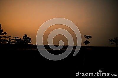 Evening silhouette landscape with plants and Trees in Kaziranga National Park Assam India Stock Photo