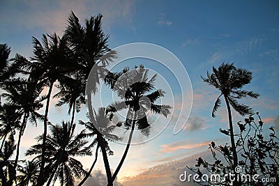 Evening sky behind the silhouettes of tall palm trees on a tropical island in the Maldives Stock Photo