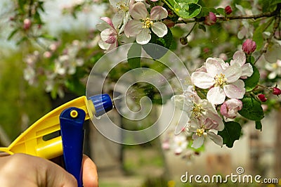 Evening spraying of branches of a flowering apple tree in the garden from bacterial diseases. Prevention of the spring garden Stock Photo