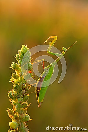 Evening sun with insect. Mantis on flower, Mantis religiosa, beautiful evening sun, Czech republic. Beautiful sunset light with in Stock Photo