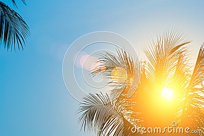 Evening sun shines through the coconut in the garden. Stock Photo